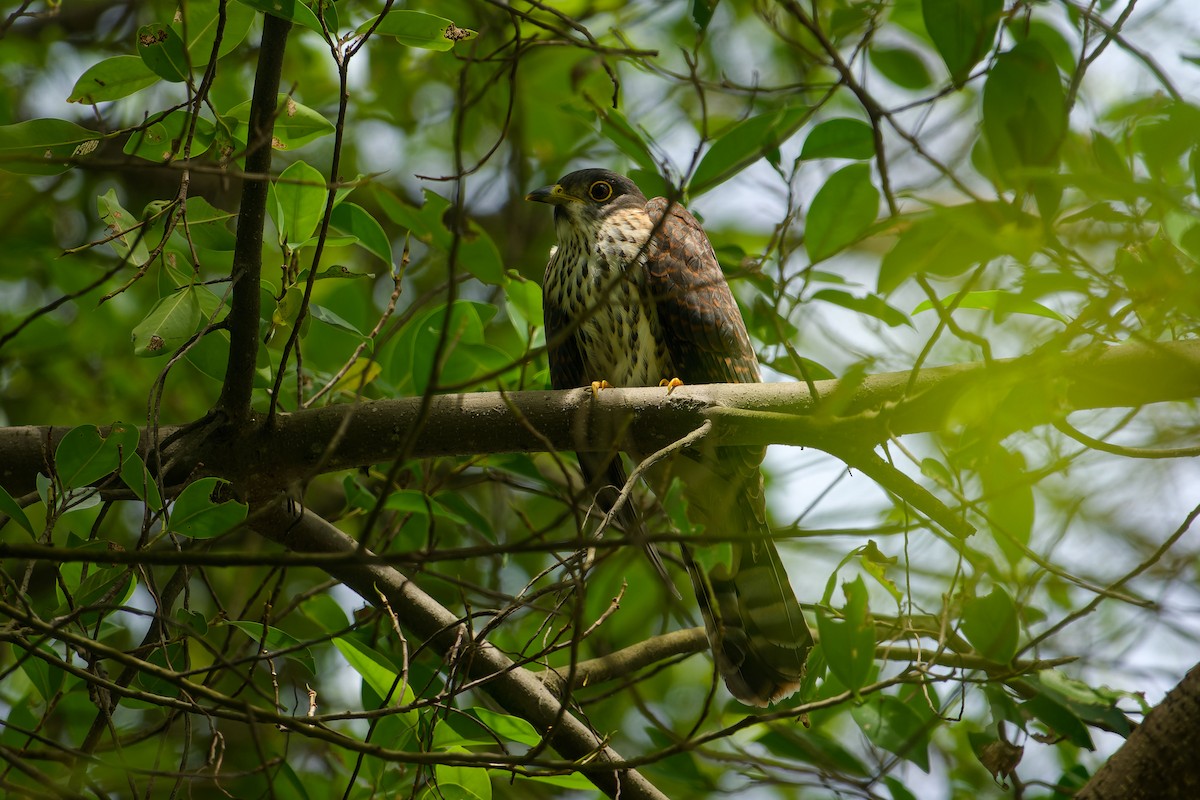 インドシナジュウイチ - ML646899796