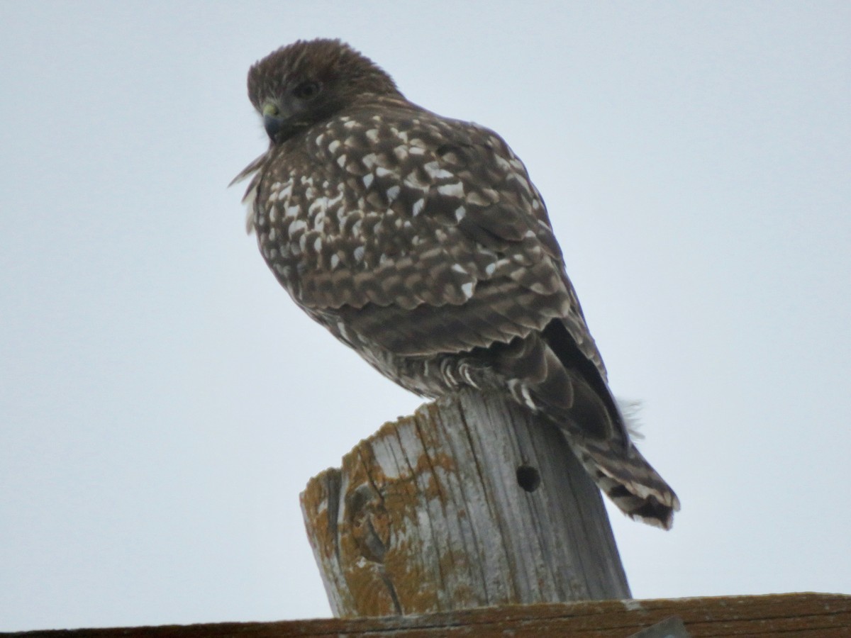 Red-tailed Hawk - ML646899797