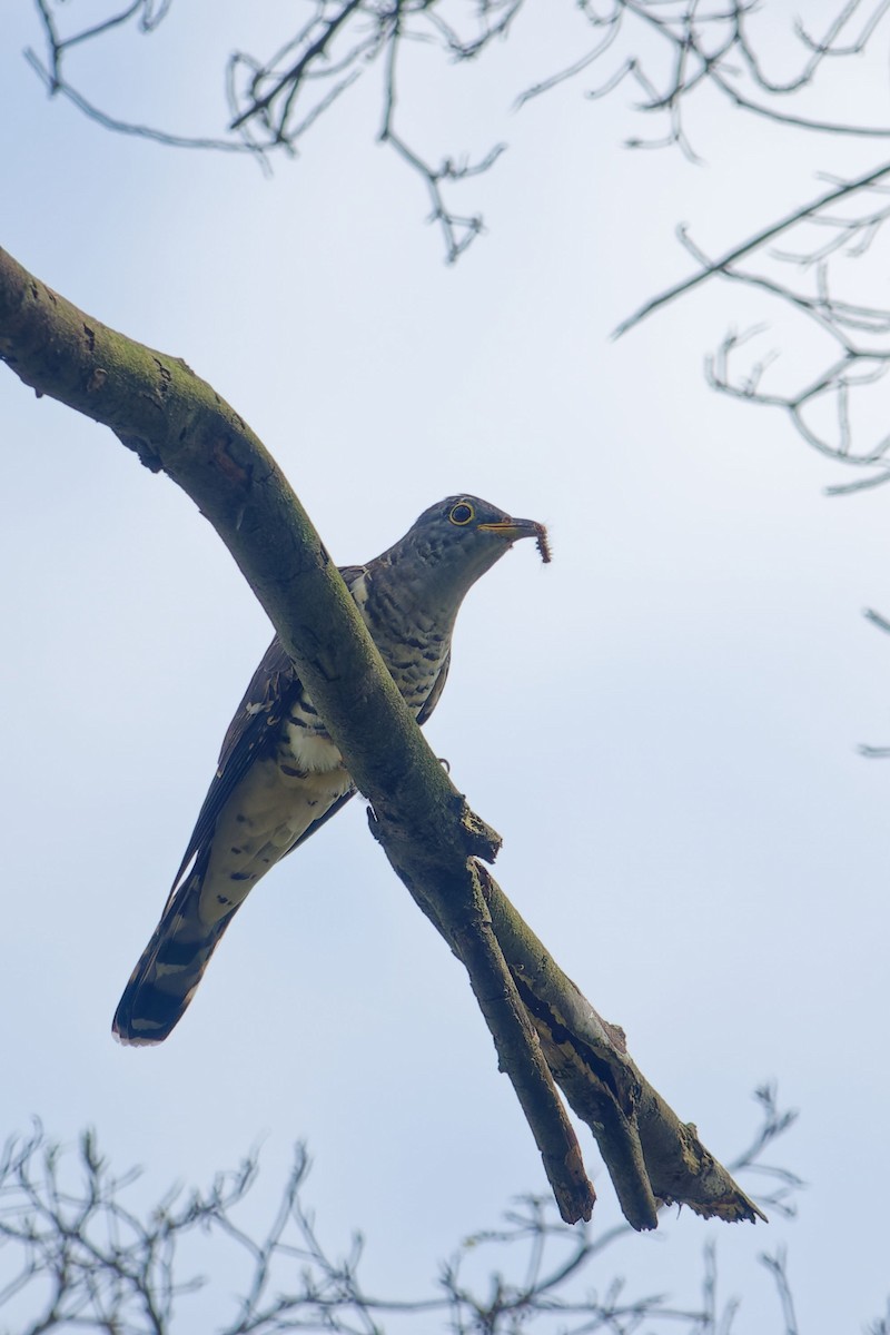 セグロカッコウ - ML646899798