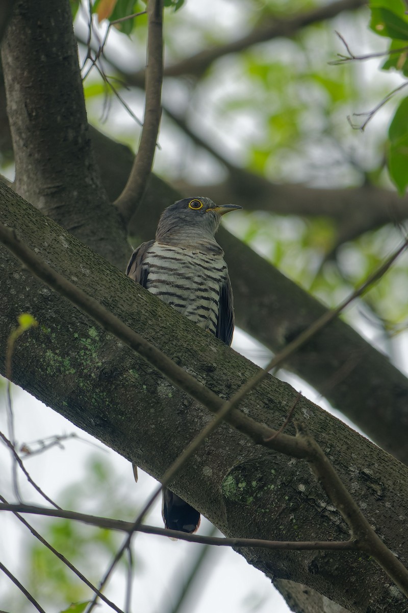 セグロカッコウ - ML646899805