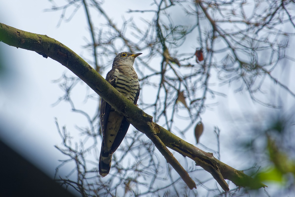 セグロカッコウ - ML646899806