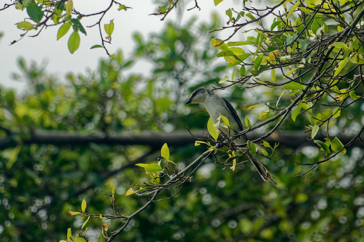 サンショウクイ - ML646899814