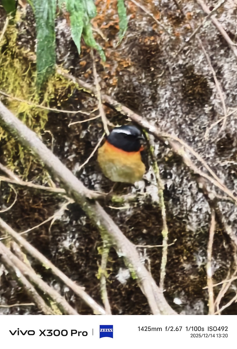 Collared Bush-Robin - ML646899818