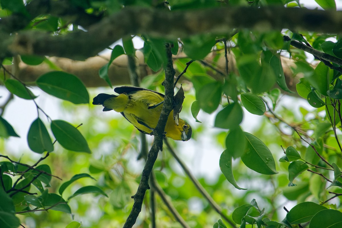Common Iora - ML646899820