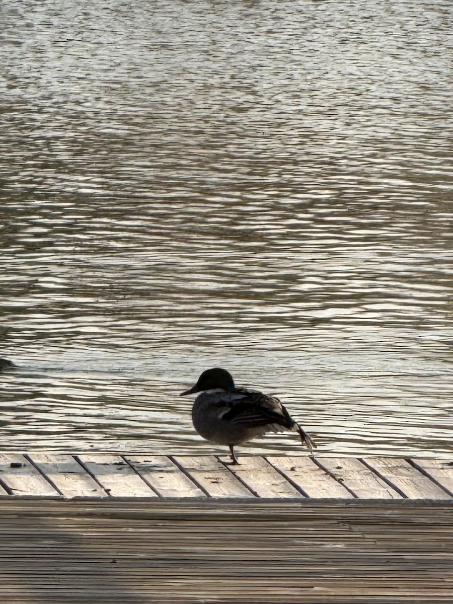 čírka srpoperá - ML646899821