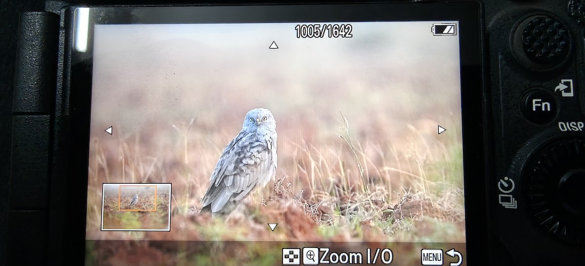 Луговой лунь - ML646899824