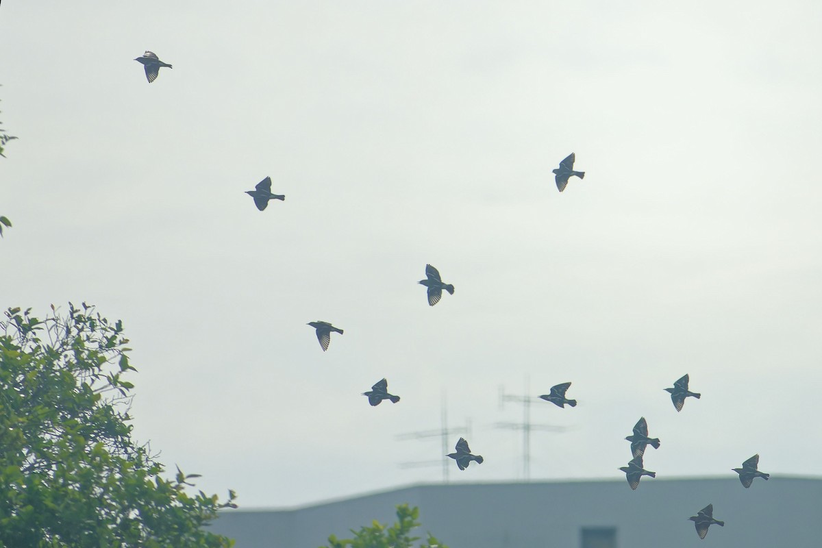 シベリアムクドリ - ML646899825