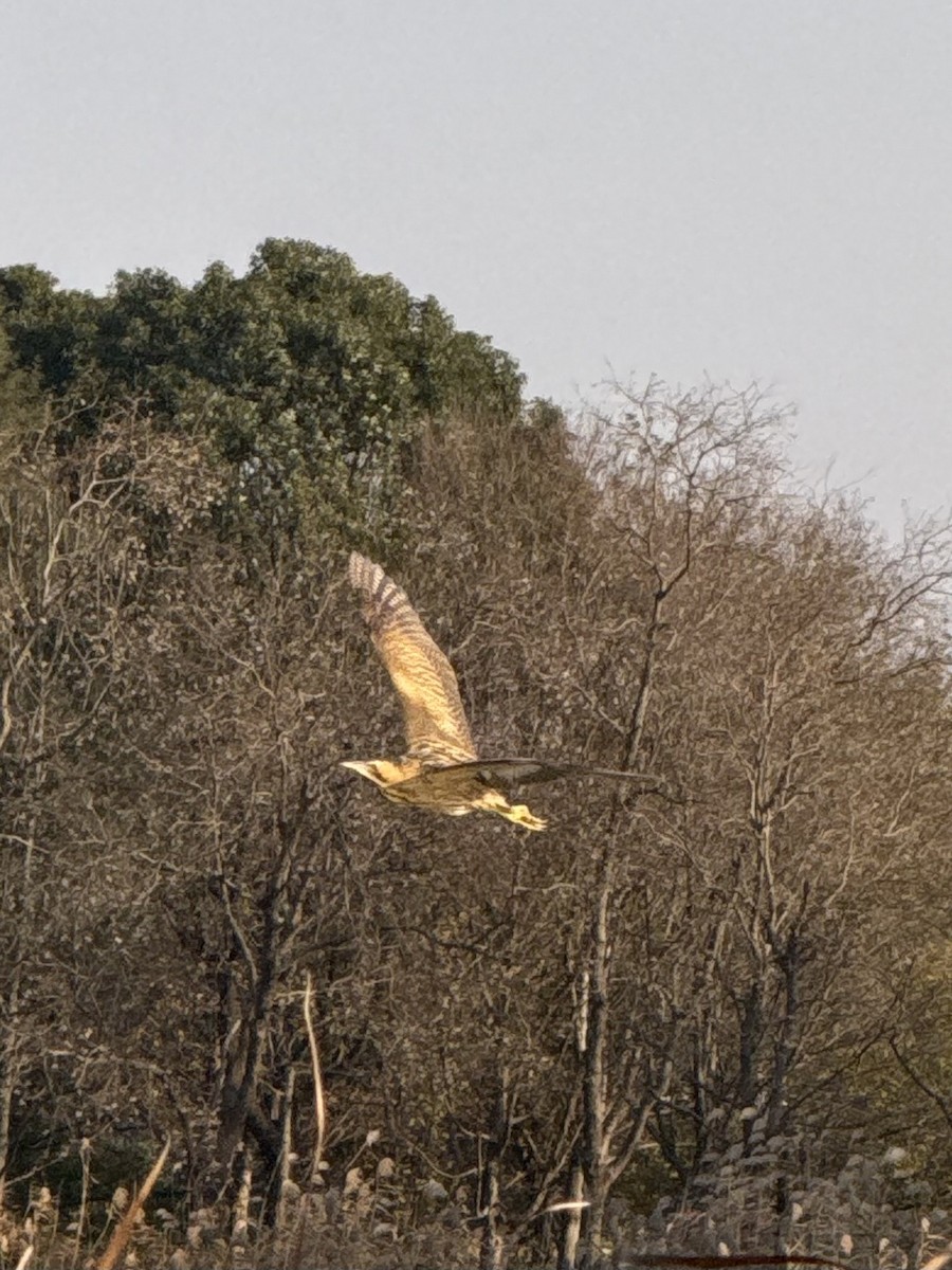 Eurasian Bittern - ML646899834