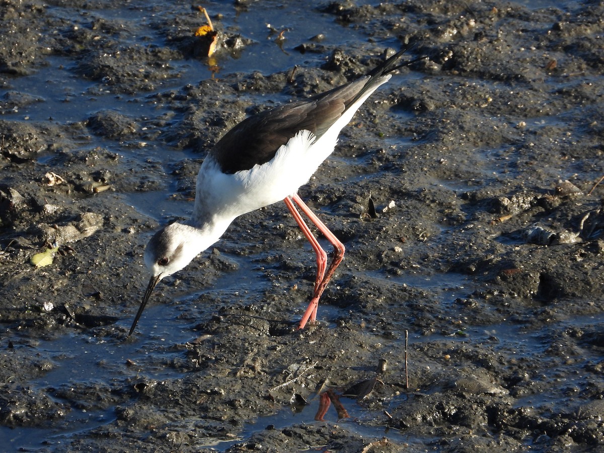 高蹺鴴 - ML646899839