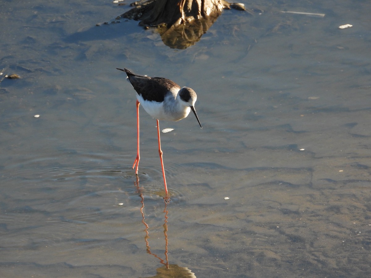 高蹺鴴 - ML646899840