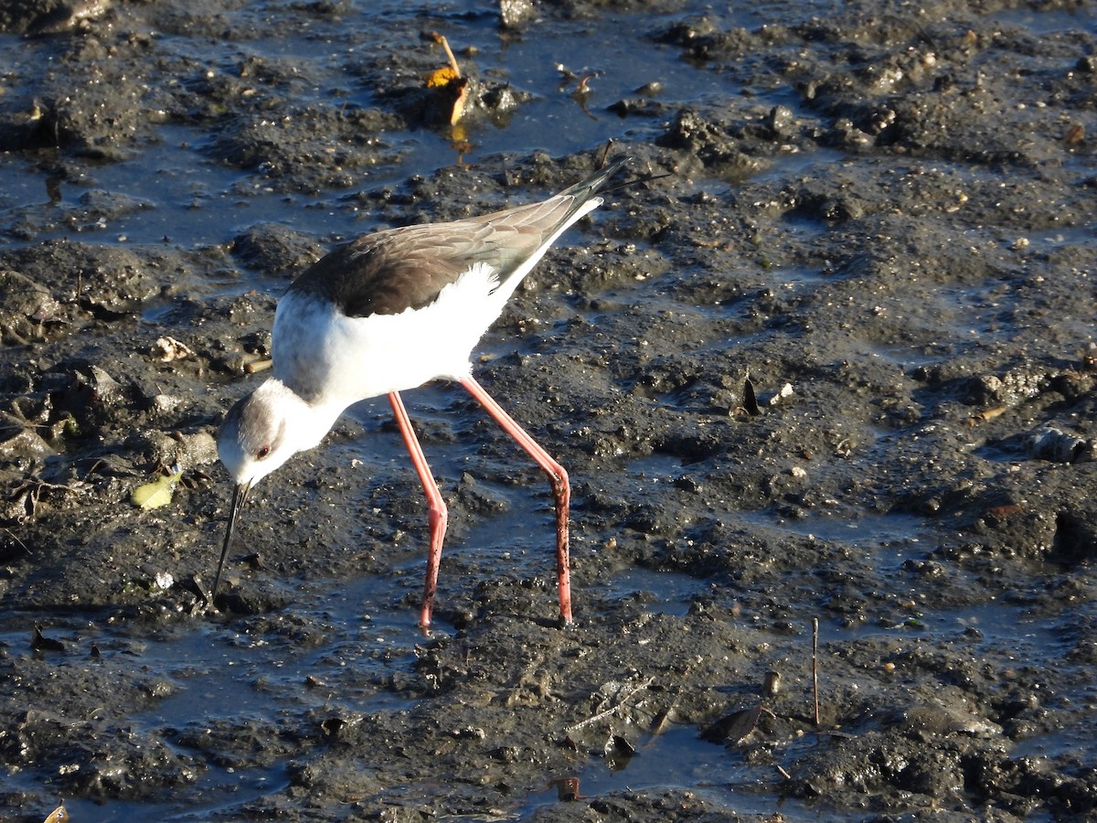 高蹺鴴 - ML646899841