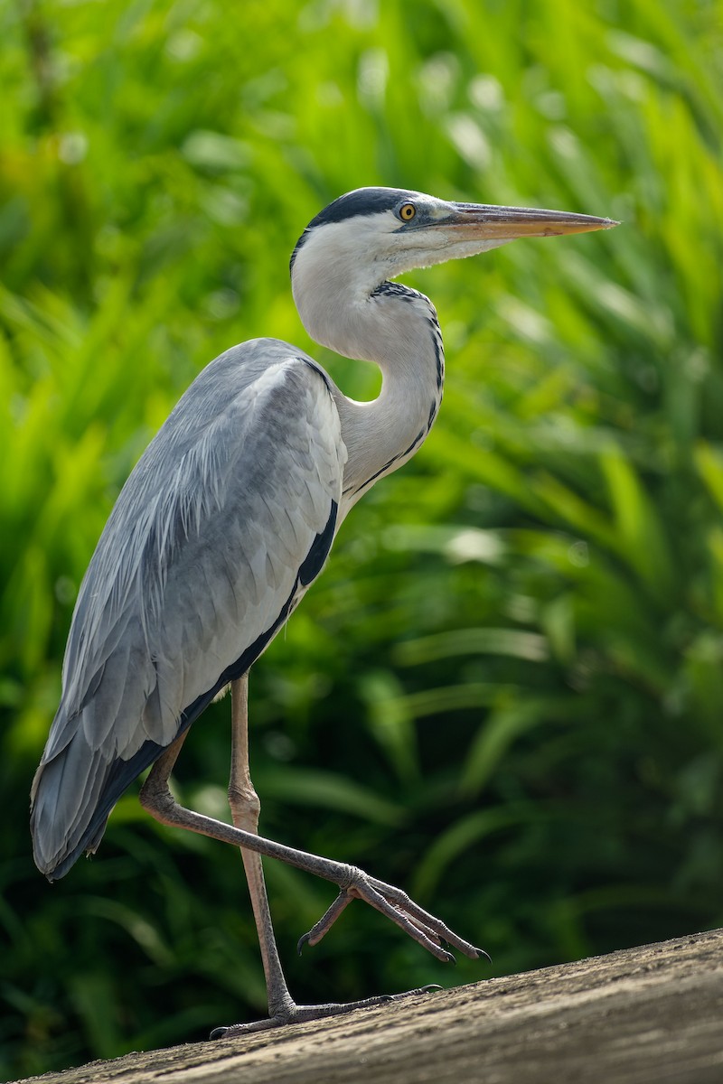 アオサギ - ML646899842