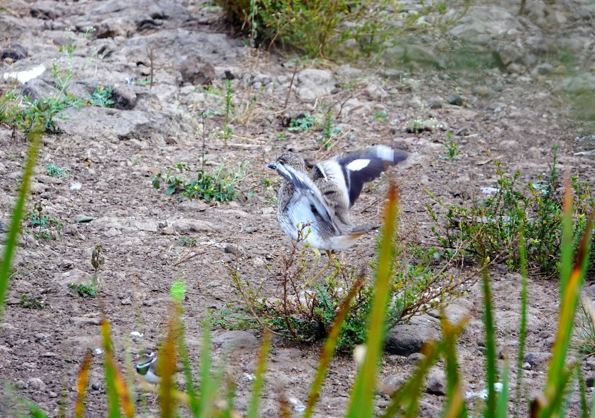 Water Thick-knee - ML646899844