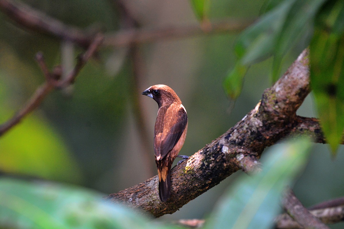 Black-throated Munia - ML646899855