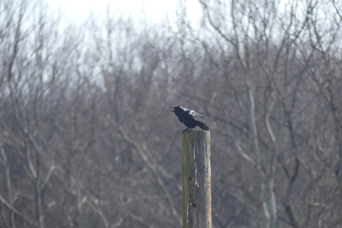 ウオガラス - ML646899864