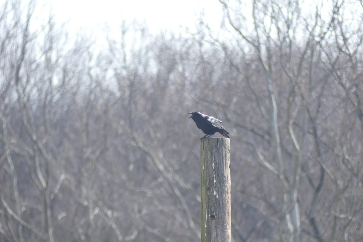 ウオガラス - ML646899865