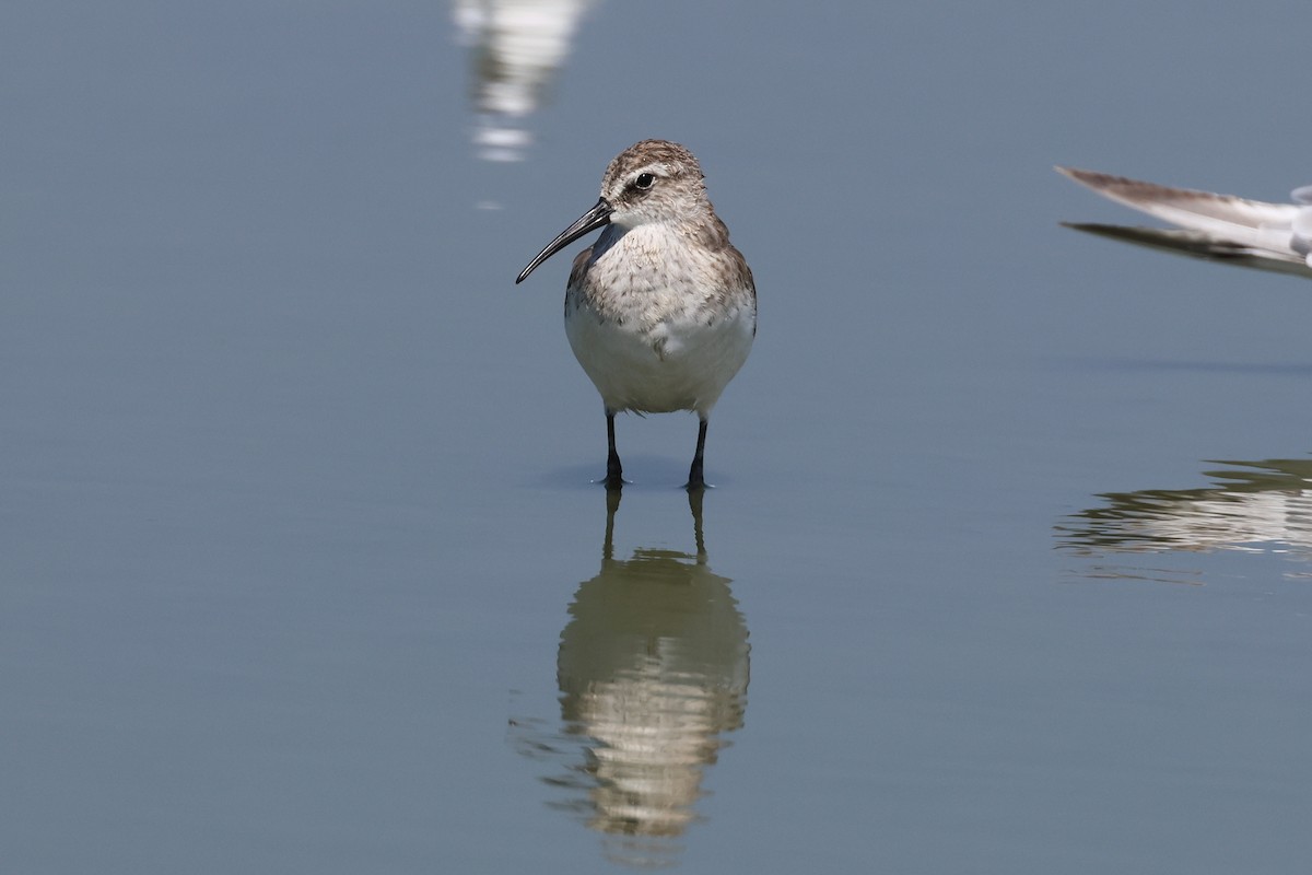 Curlew Sandpiper - ML646899868