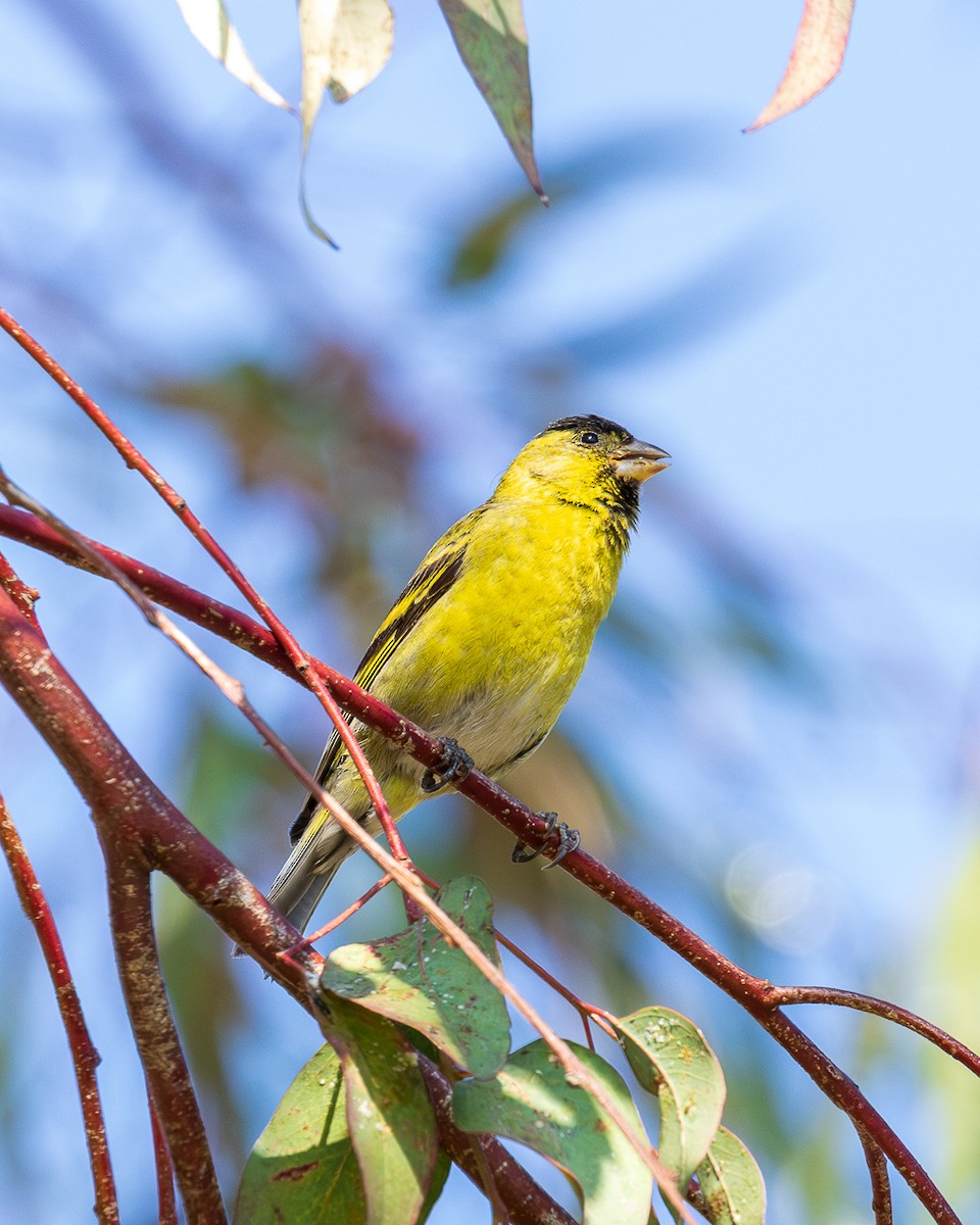 Black-chinned Siskin - ML646899872