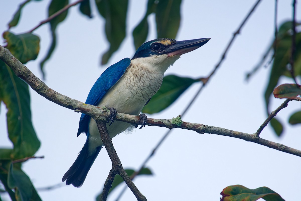 ナンヨウショウビン（humii グループ） - ML646899877