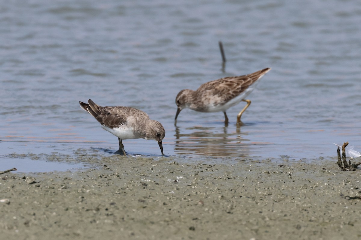 Temminck's Stint - ML646899878