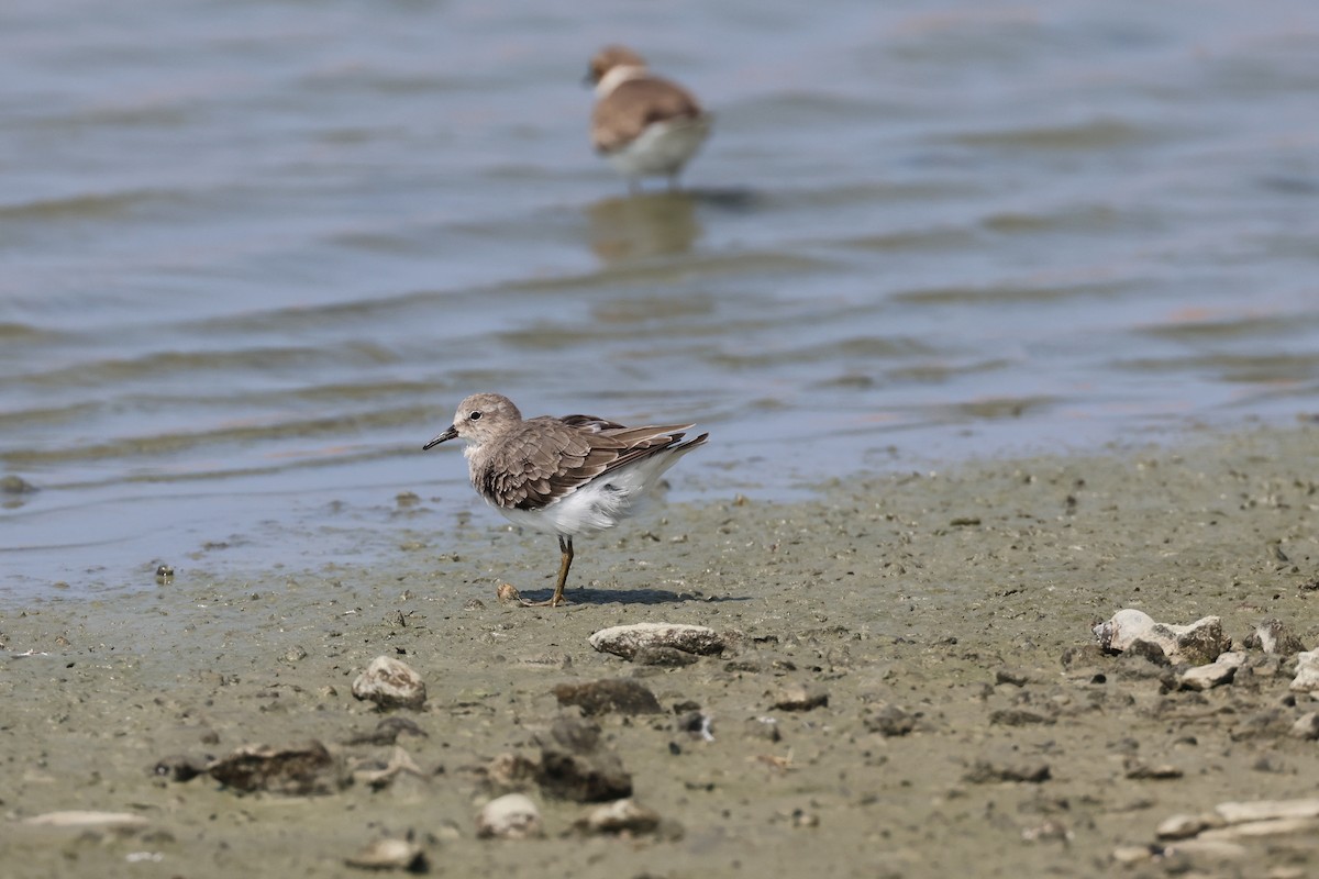 Temminck's Stint - ML646899879