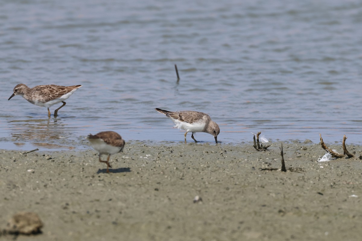 Temminck's Stint - ML646899880