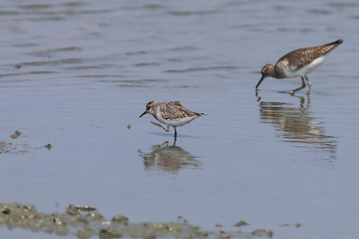 Temminck's Stint - ML646899881