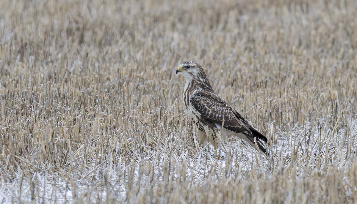 Канюк звичайний - ML646899889