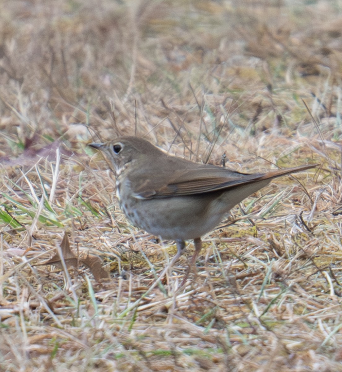 Дрізд-короткодзьоб плямистоволий - ML646899890