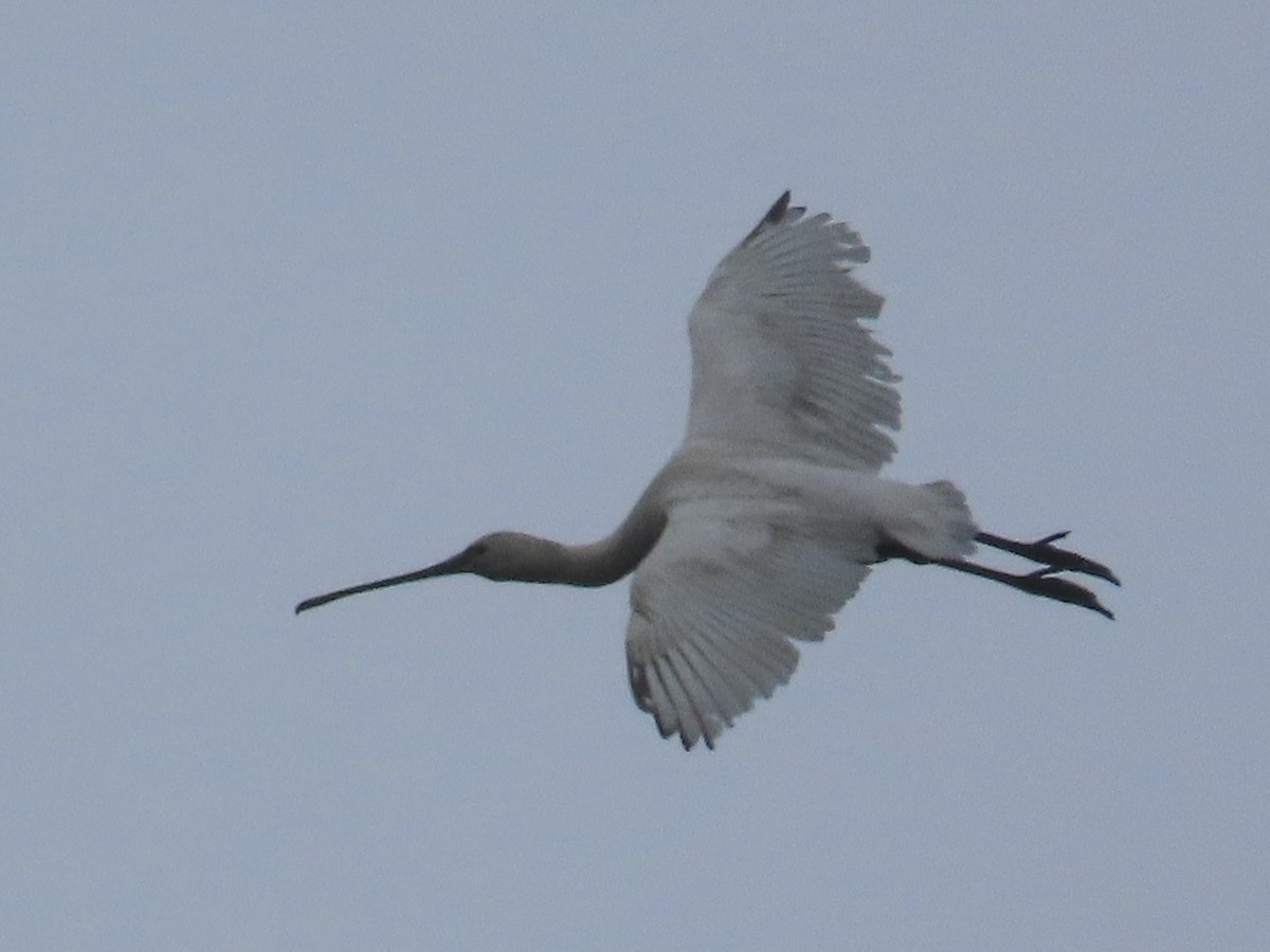 Eurasian Spoonbill - ML646899892