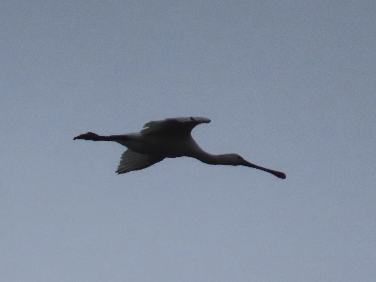 Eurasian Spoonbill - ML646899893