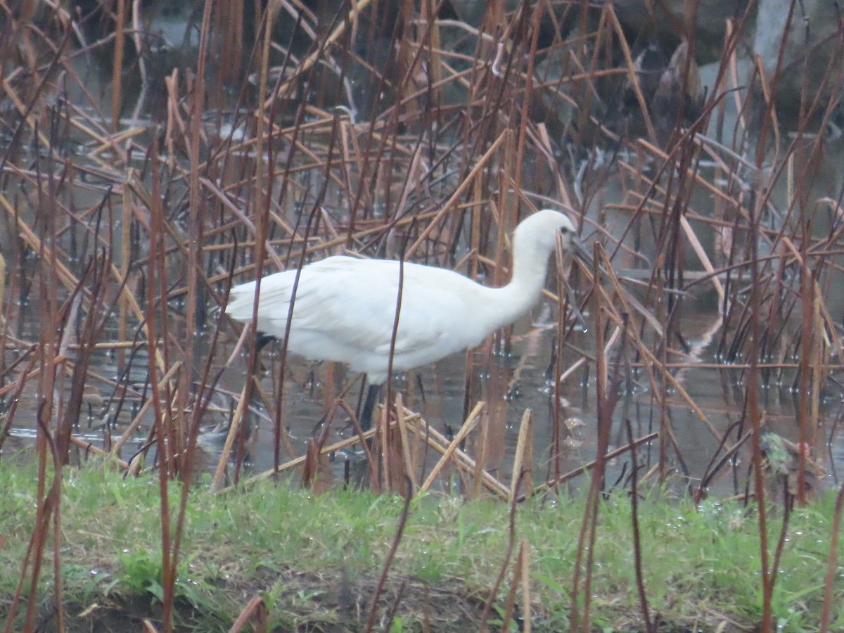 Eurasian Spoonbill - ML646899894