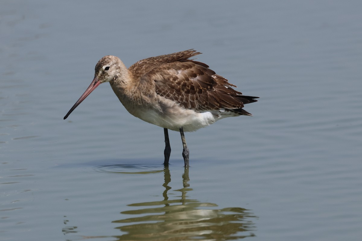 Black-tailed Godwit - ML646899898