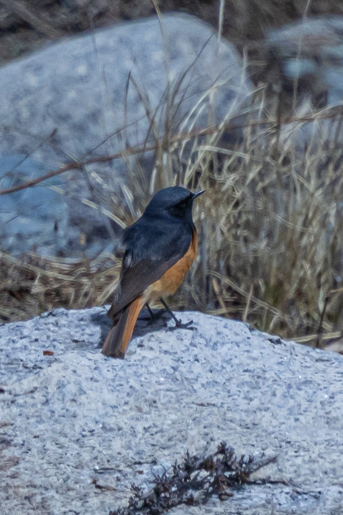 赭紅尾鴝 - ML646899904