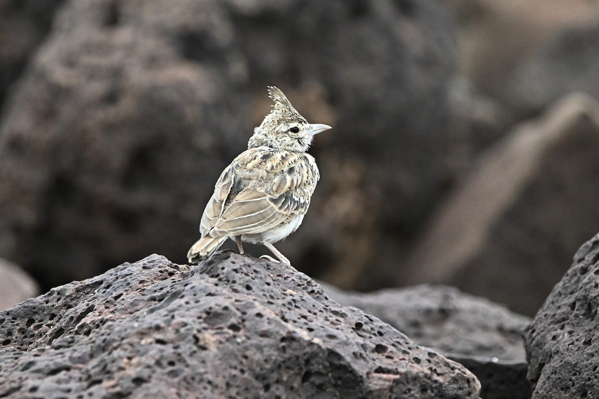 Crested Lark - ML646899932