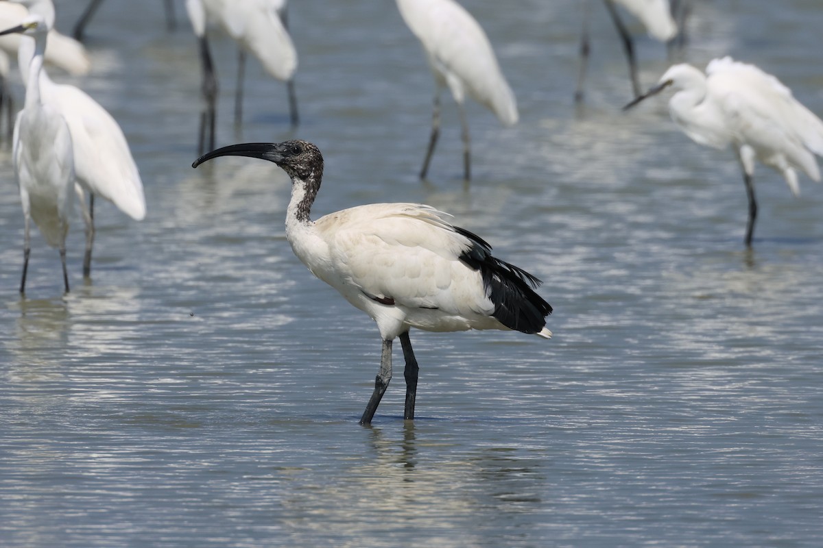 African Sacred Ibis - ML646899933