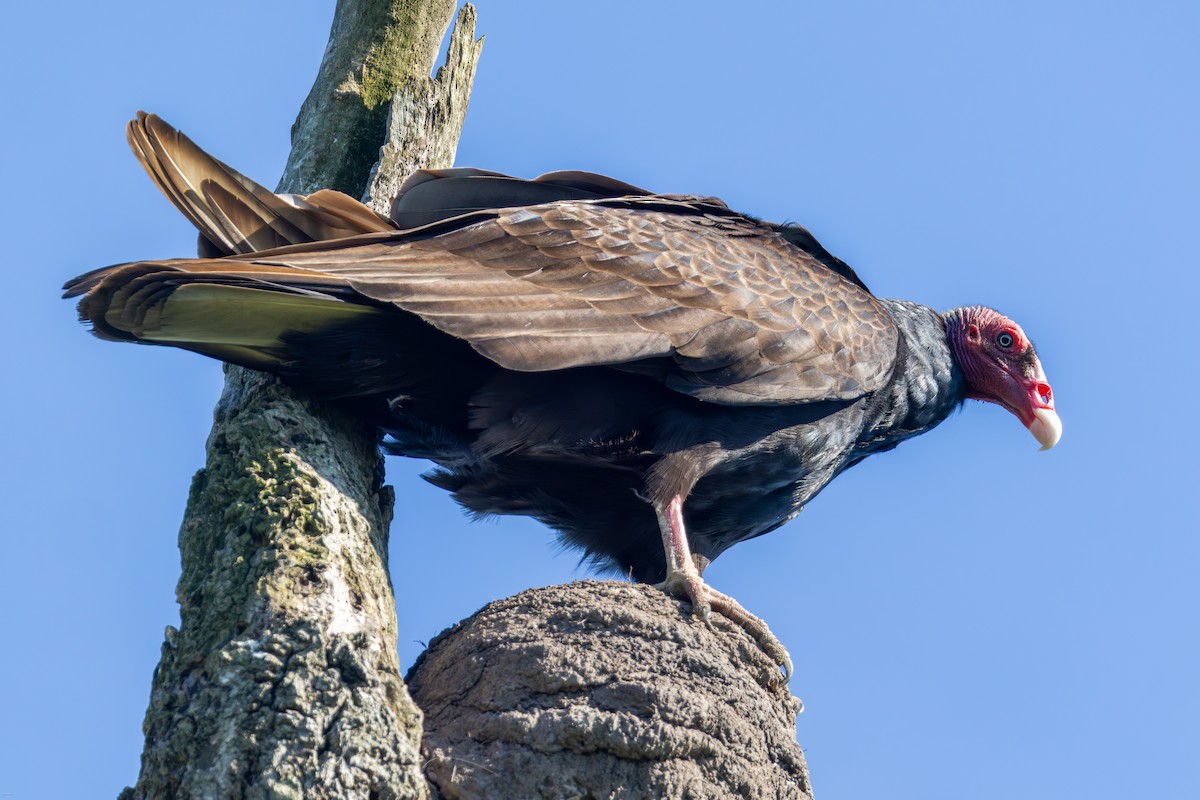 Turkey Vulture - ML646899935