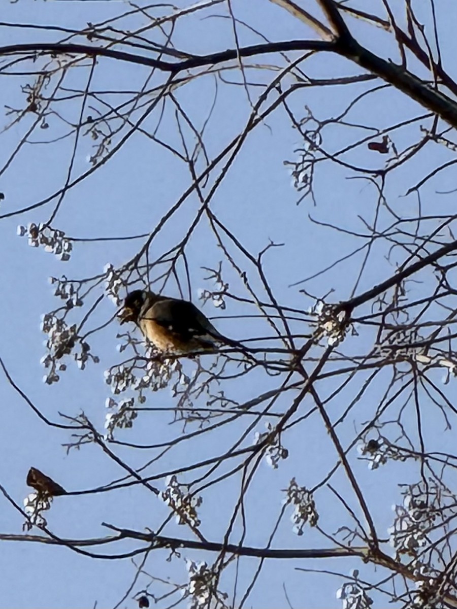 Yellow-billed Grosbeak - ML646899937