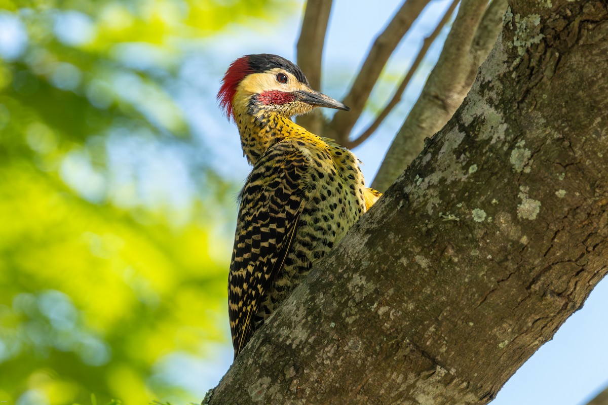 Декол плямистоволий - ML646899946