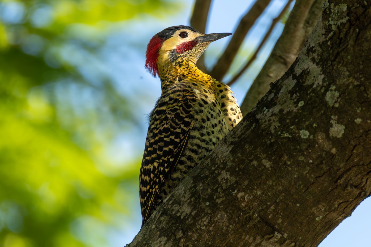 Декол плямистоволий - ML646899947