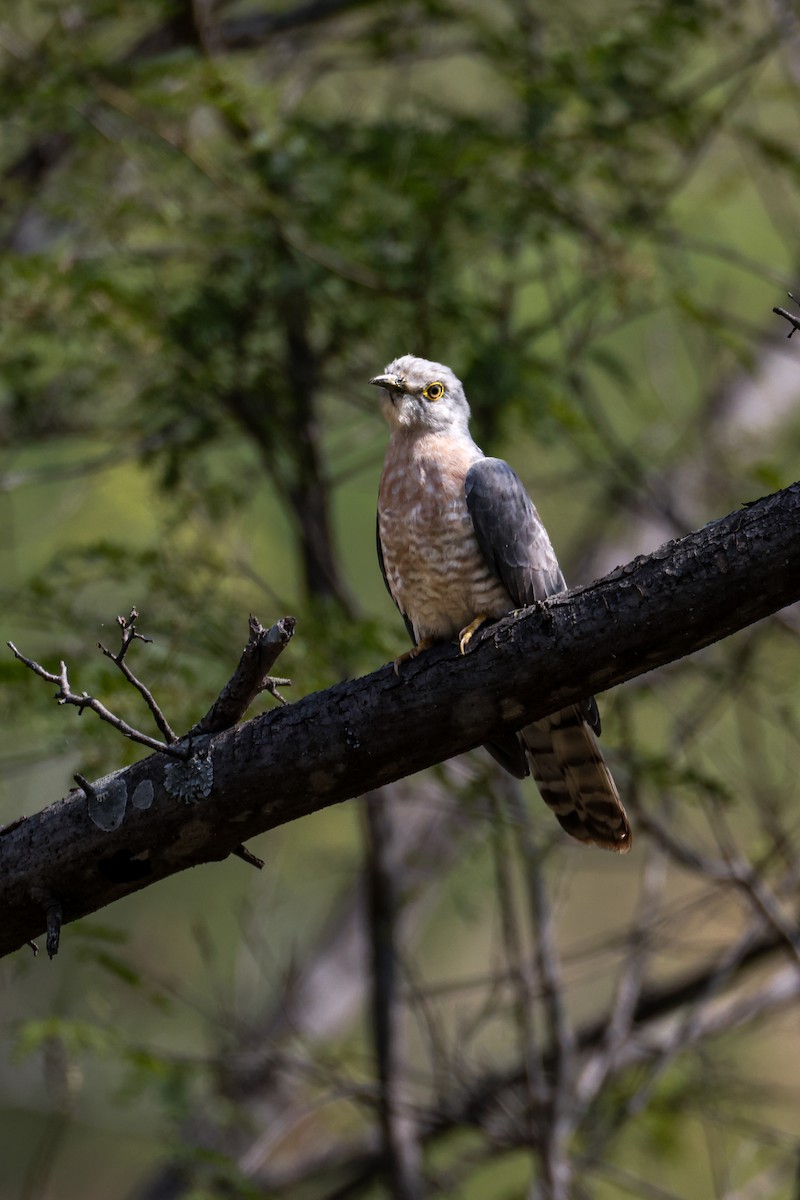 Common Hawk-Cuckoo - ML646899949