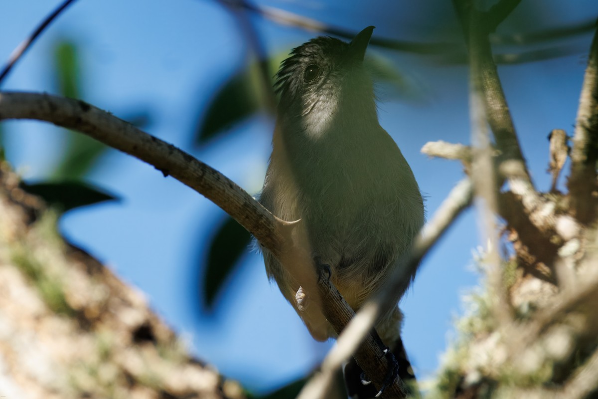 Сорокуш сірий - ML646899951