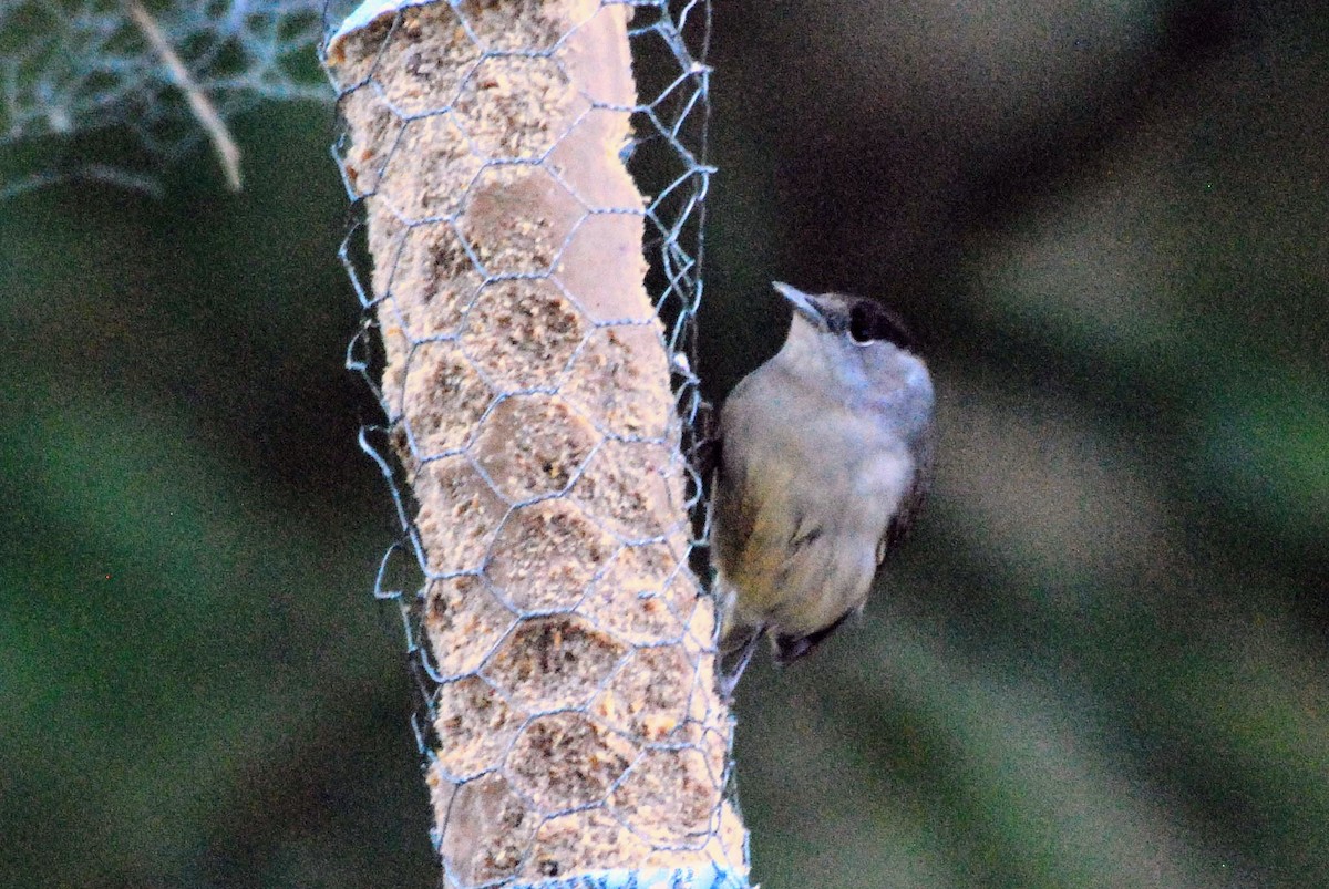 Eurasian Blackcap - ML646899953
