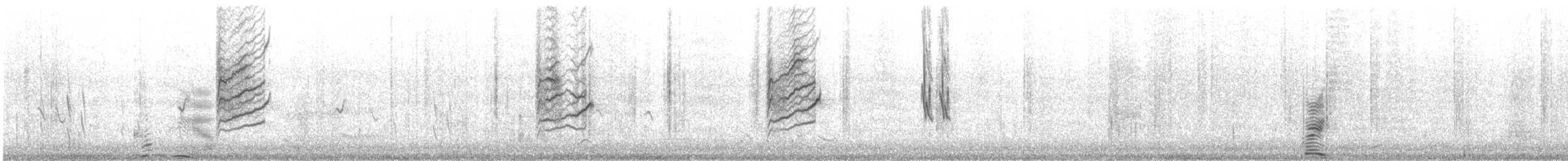 Organetto (ssp. cabaret) - ML646899954