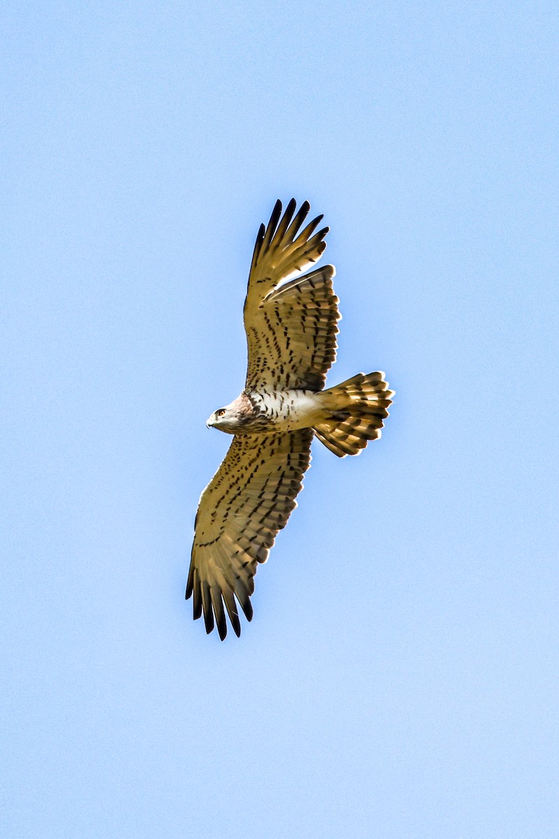 orlík krátkoprstý - ML646899959