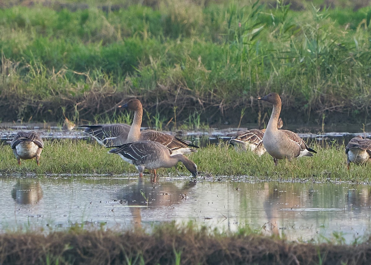 Tayga Kazı - ML646899961