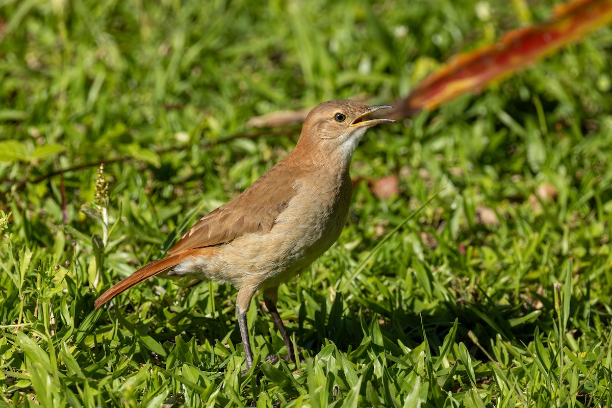 Горнеро рудий - ML646899963