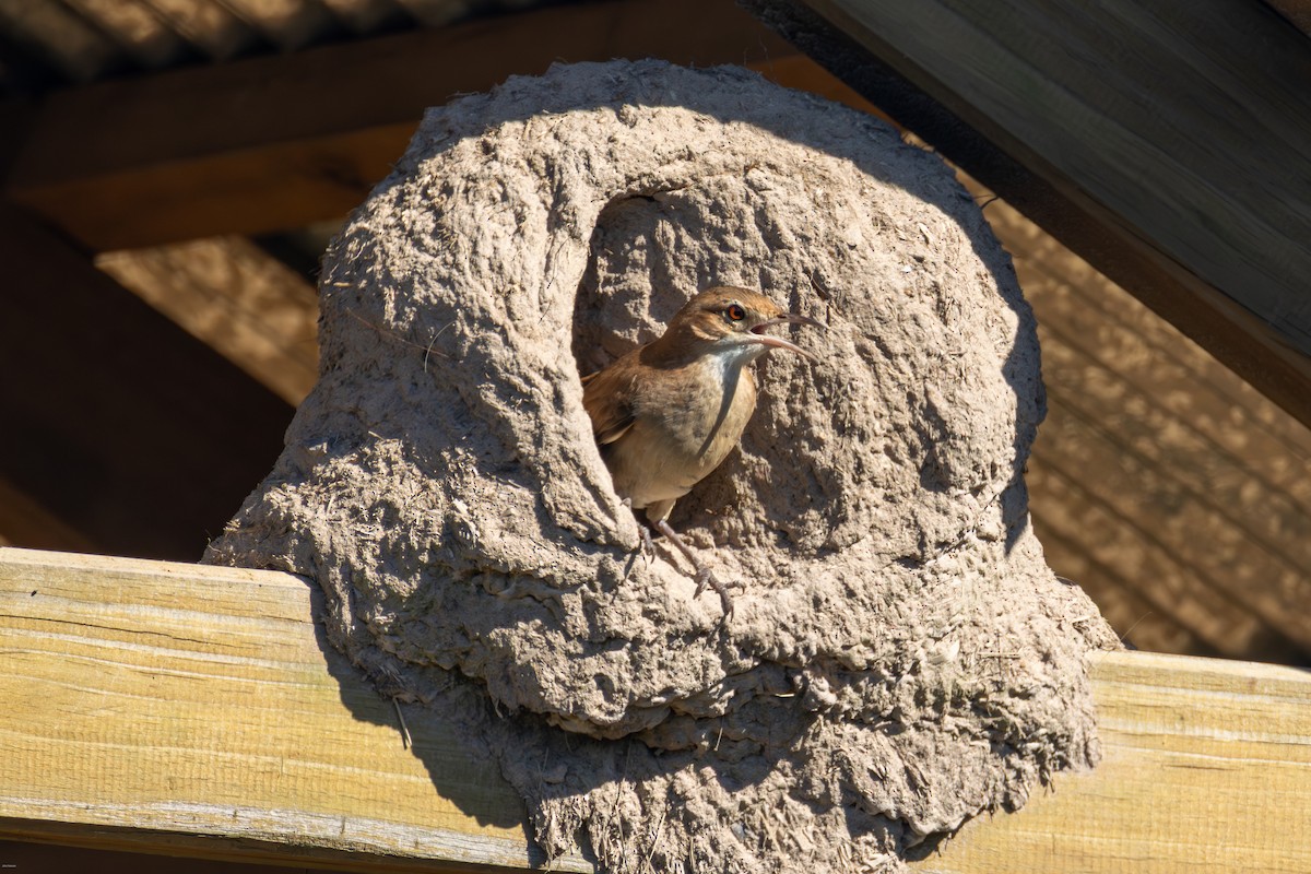 Горнеро рудий - ML646899964