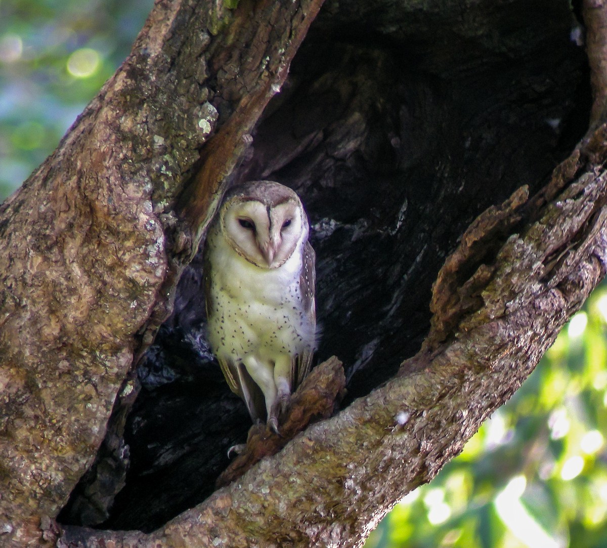 Eastern Barn Owl - ML646899967