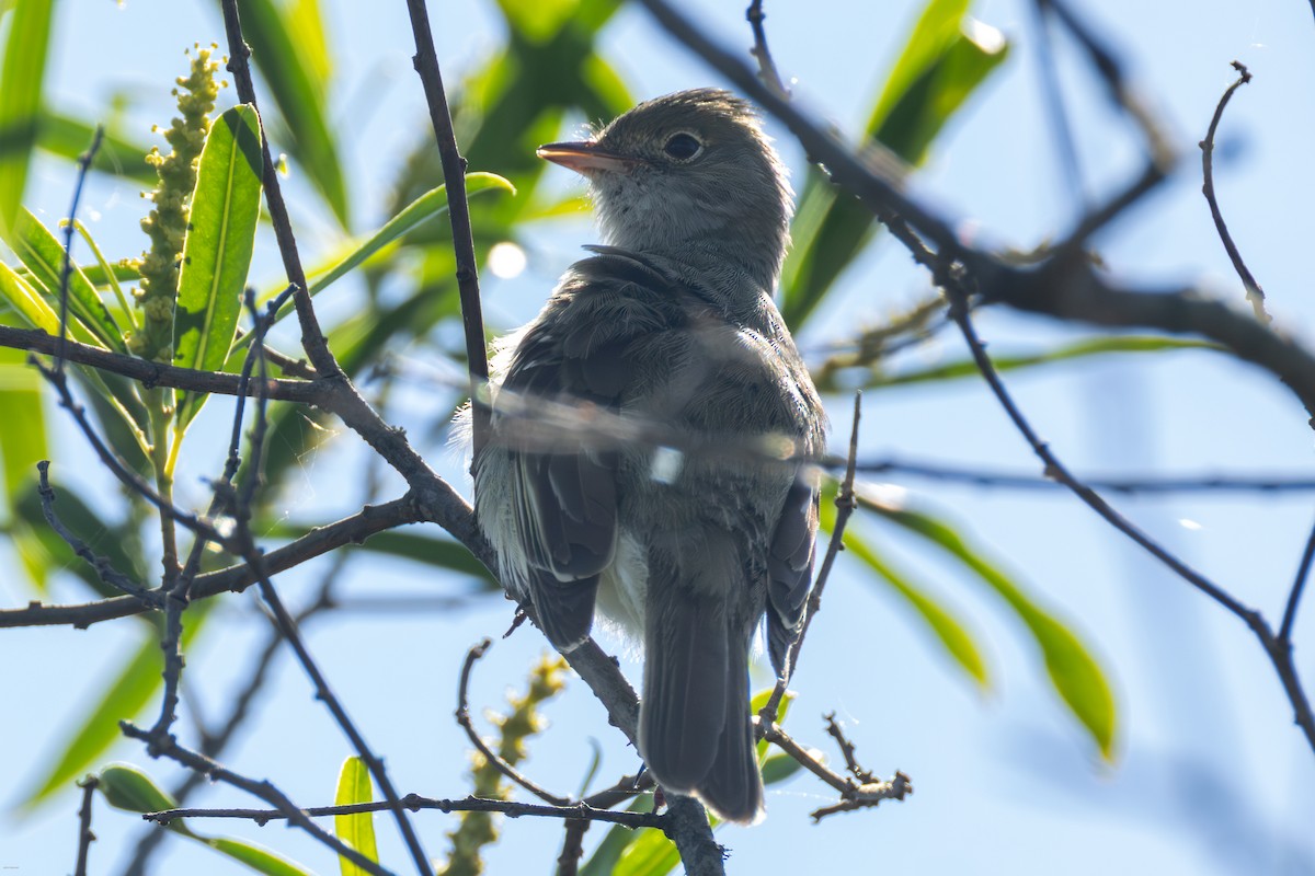 Еленія короткодзьоба - ML646899970
